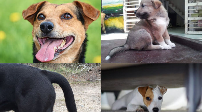 The Ultimate Guide to Reading Dog Physiognomy: Spotting the Signs of a Potential Turncoat