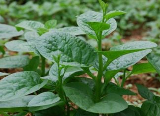 Plant These 7 Branches in the Ground for a Year-Round Veggie Feast