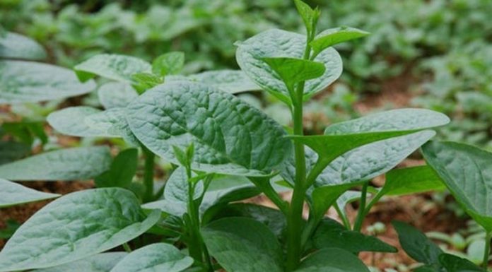 Plant These 7 Branches in the Ground for a Year-Round Veggie Feast