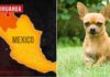 The Ultimate Guide to Chihuahuas: History, Traits, Care, and Pricing