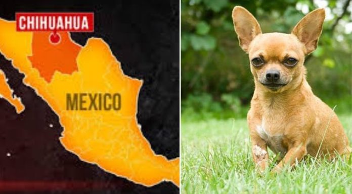 The Ultimate Guide to Chihuahuas: History, Traits, Care, and Pricing