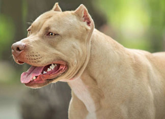 The Ultimate Guide to Raising a Healthy Pitbull for Beginners
