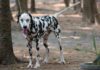 The Ultimate Guide to Dalmatians: History, Characteristics, Care, and Pricing