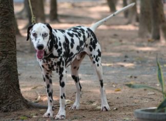 The Ultimate Guide to Dalmatians: History, Characteristics, Care, and Pricing
