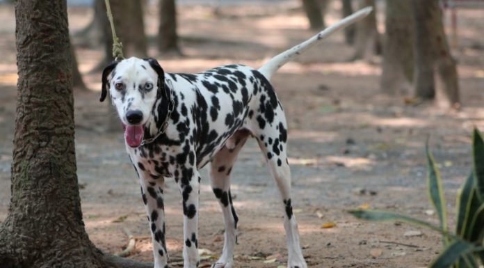 The Ultimate Guide to Dalmatians: History, Characteristics, Care, and Pricing