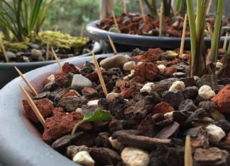 The Magic Wand for a Lush Garden: Toothpicks to the Rescue!