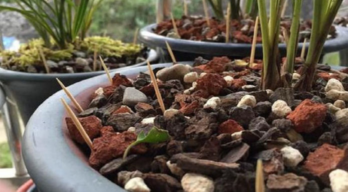 The Magic Wand for a Lush Garden: Toothpicks to the Rescue!