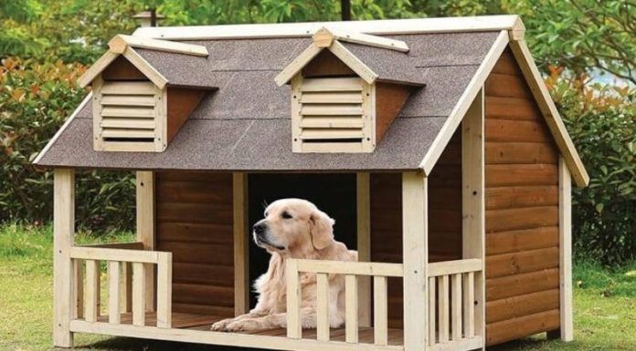 What to Prepare Before Getting a Dog: The Essential Shopping List