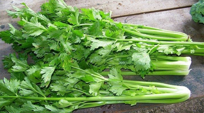 “The Power of Celery Juice: A Natural Weight Loss, Liver Detox, and Cholesterol-Lowering Elixir”