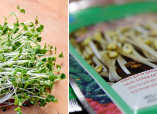 “Be Wary of the Dangers of Low-Quality Sprouts”