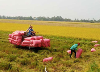 Eco-Friendly Rice Farming: The Key to Pure and Secure Rice