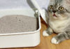 What is the Best Cat Litter? 5 Trusted Sources to Buy Quality Cat Litter