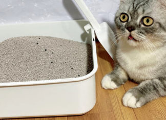 What is the Best Cat Litter? 5 Trusted Sources to Buy Quality Cat Litter