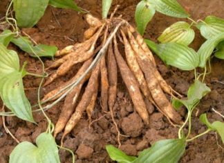 What is Coix Seed? The Amazing Benefits of Coix Seeds.