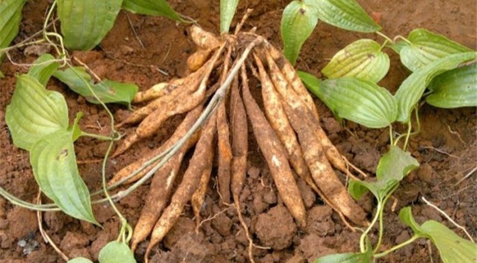 What is Coix Seed? The Amazing Benefits of Coix Seeds.