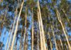The Magic of Eucalyptus: Unlocking Meaning, Beauty, and Growth at Home