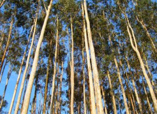The Magic of Eucalyptus: Unlocking Meaning, Beauty, and Growth at Home
