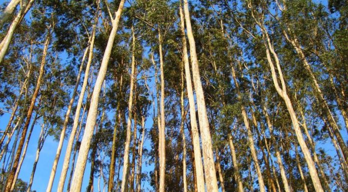 The Magic of Eucalyptus: Unlocking Meaning, Beauty, and Growth at Home