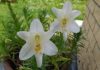 Daffodils: Unraveling Their Beauty, Symbolism, and Easy Home Gardening Steps