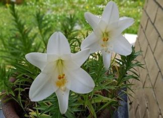 Daffodils: Unraveling Their Beauty, Symbolism, and Easy Home Gardening Steps