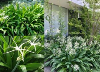 The Virgin Sea: Significance, Pictures, and How to Grow and Care at Home