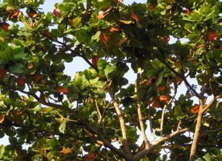 The Spiny Banyan: Unveiling its Significance, Captivating Beauty, and the Art of Nurturing its Growth at Home.