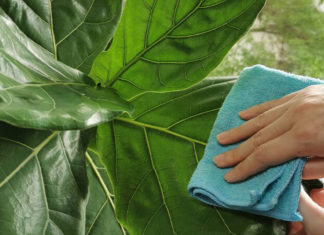 The Majestic Rain Tree of Singapore: Unlocking its Feng Shui Significance, Care Tips, and Purchasing Guide