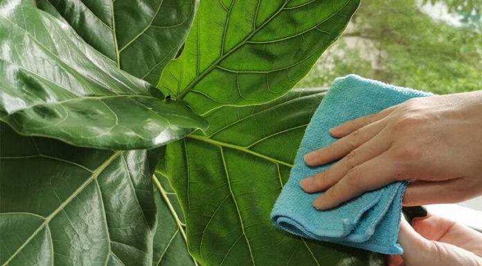 The Majestic Rain Tree of Singapore: Unlocking its Feng Shui Significance, Care Tips, and Purchasing Guide