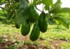 Avocado Seedling: Unlocking the Wonders of Nature, Beauty, and Homegrown Simplicity