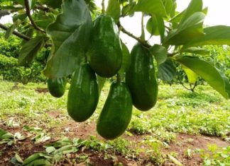 Avocado Seedling: Unlocking the Wonders of Nature, Beauty, and Homegrown Simplicity