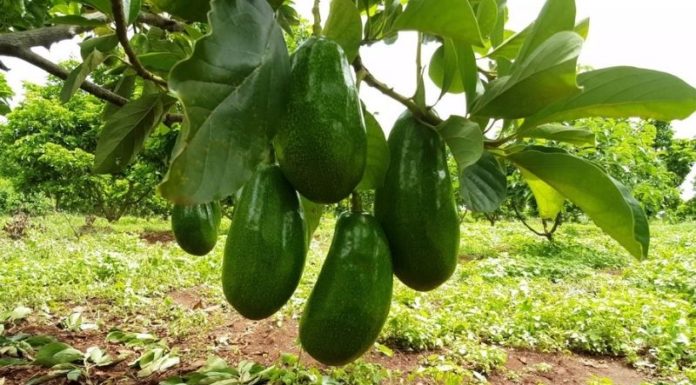 Avocado Seedling: Unlocking the Wonders of Nature, Beauty, and Homegrown Simplicity