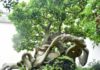 The Bodhi Tree: Its Significance, Symbolism, and a Guide to Growing and Caring for This Sacred Tree at Home