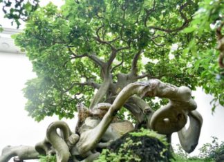 The Bodhi Tree: Its Significance, Symbolism, and a Guide to Growing and Caring for This Sacred Tree at Home