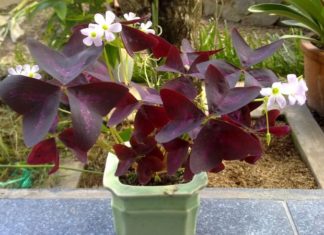 What is the Night Butterfly Tree? A Comprehensive Guide to Growing and Caring for This Enchanting Plant