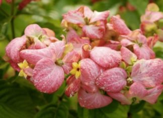 The Pink Butterfly Tree: Characteristics, Meanings, and a Comprehensive Care Guide