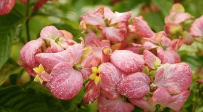 The Pink Butterfly Tree: Characteristics, Meanings, and a Comprehensive Care Guide