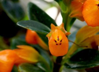 What is the Money Tree? Uncover the Origins and Significance of this Tree