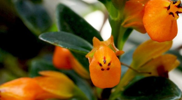 What is the Money Tree? Uncover the Origins and Significance of this Tree