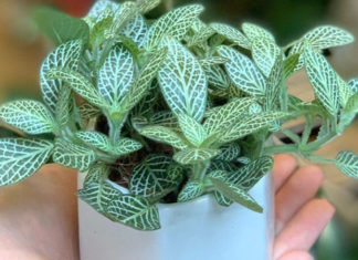 The Magic of the Velvet Tree: Unveiling the Secrets of its Significance, Cultivation, and Care