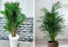 5 Houseplants That Attract Good Fortune: Easy to Care For, Beautiful and Lucky!