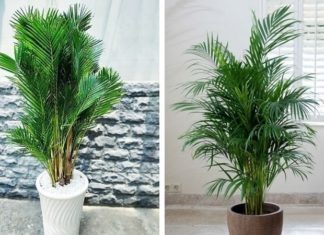 5 Houseplants That Attract Good Fortune: Easy to Care For, Beautiful and Lucky!