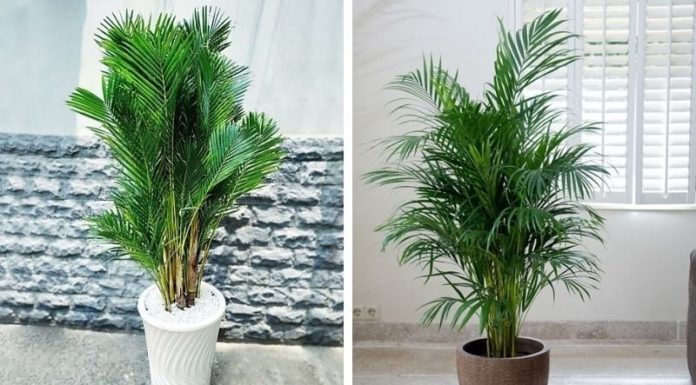 5 Houseplants That Attract Good Fortune: Easy to Care For, Beautiful and Lucky!