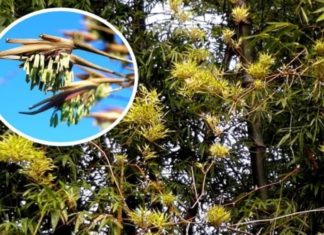 The Four Unexpectedly Blooming Houseplants: An Ominous Sign or a Superstition?