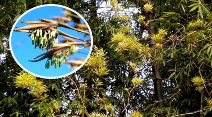 The Four Unexpectedly Blooming Houseplants: An Ominous Sign or a Superstition?