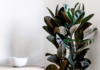 6 Types of Houseplants That Absorb Radiation – Perfect for Your Office Desk
