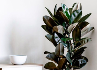 6 Types of Houseplants That Absorb Radiation – Perfect for Your Office Desk