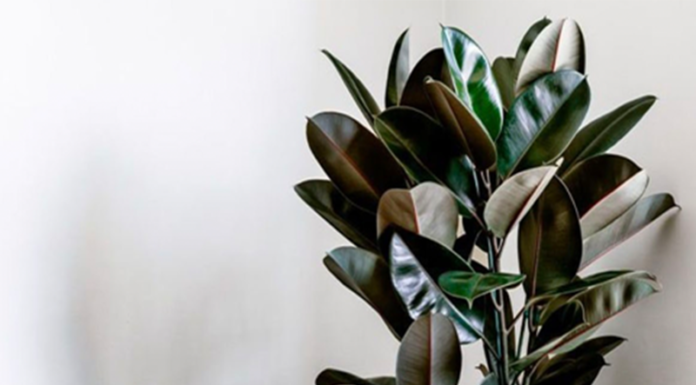 6 Types of Houseplants That Absorb Radiation – Perfect for Your Office Desk