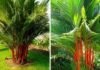 The Majesty of the Red Palm: Unveiling its Significance, Beauty, and Cultivation for Home Gardens