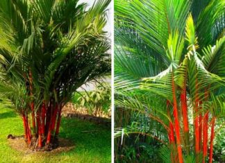 The Majesty of the Red Palm: Unveiling its Significance, Beauty, and Cultivation for Home Gardens