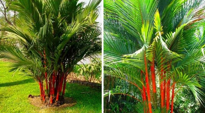 The Majesty of the Red Palm: Unveiling its Significance, Beauty, and Cultivation for Home Gardens